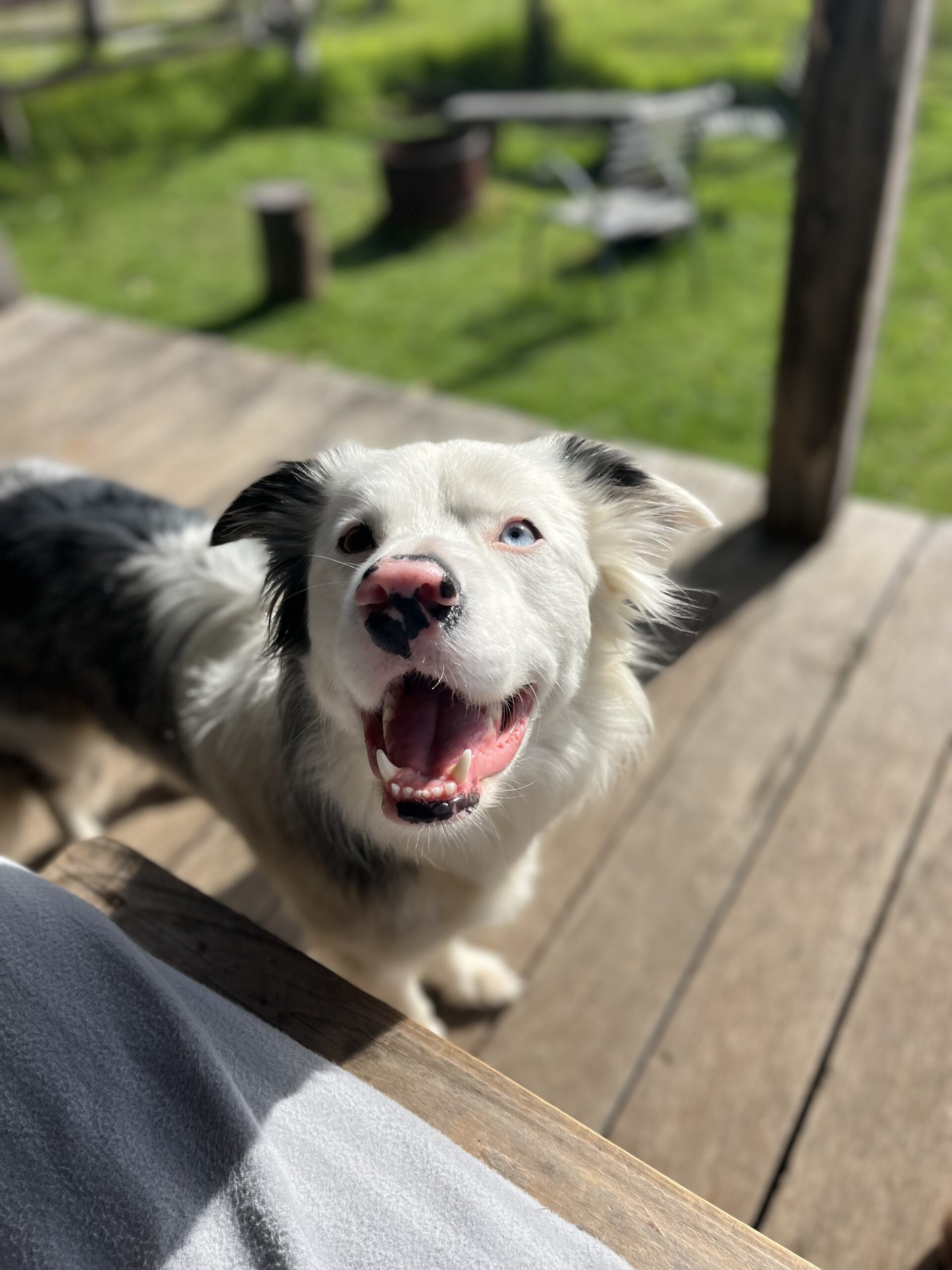 Adelaide Doggy Daycare Adventures Adelaide Dog Farm Days